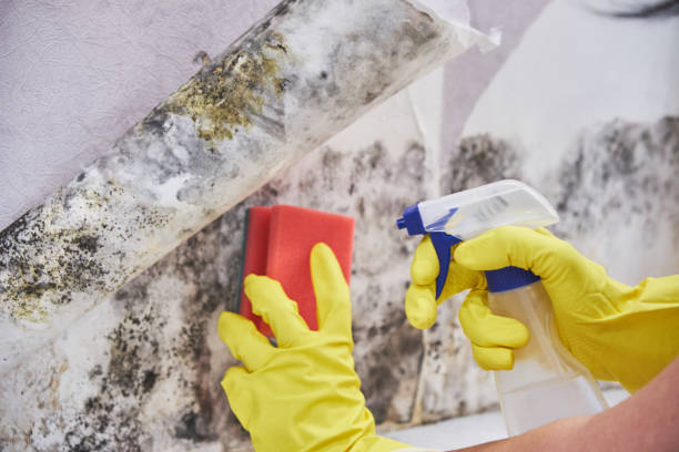 Asbestos and Lead Testing During Mold Inspection in Nashville, IN